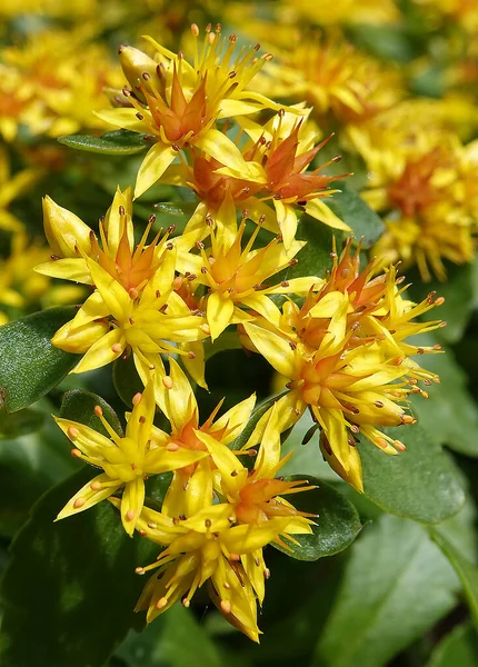 Blomma Stonecrop Kamchatsky Eller Sedum Örtartad Växt Crassulaceae — Stockfoto