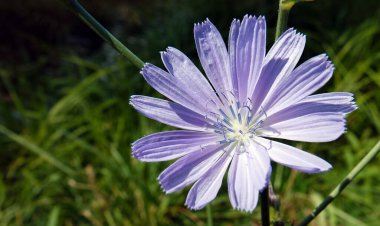 Cichorium intybus, Asteraceae familyasına ait uzun ömürlü bir bitki türü.