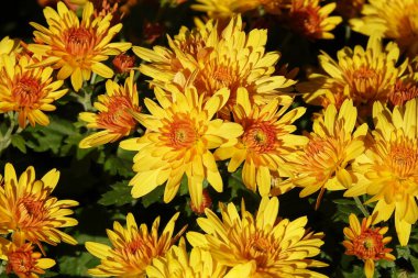 Çiçek bahçesi kasımpatısı ya da Dut Kasımpatısı (