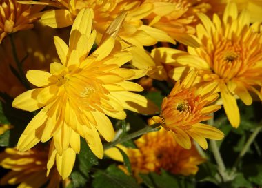 Çiçek bahçesi kasımpatısı ya da Dut Kasımpatısı (