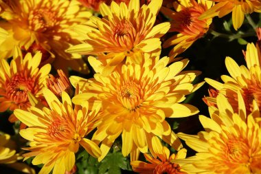 Çiçek bahçesi kasımpatısı ya da Dut Kasımpatısı (