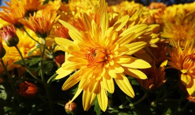 Çiçek bahçesi kasımpatısı ya da Dut Kasımpatısı (