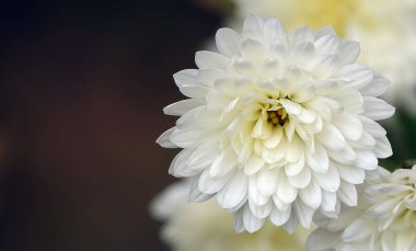 Çiçek bahçesi kasımpatısı ya da Dut Kasımpatısı (