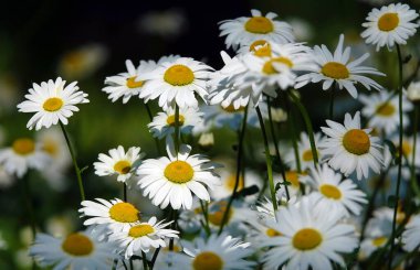 Papatya çiçekleri, Asteraceae ya da Compositae familyasından uzun ömürlü bir çiçek cinsidir..