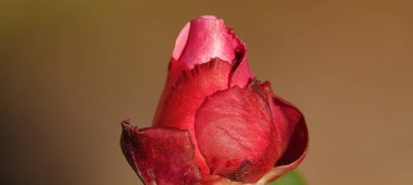 Gül çiçeği yakın plan, Rosaceae familyasından uzun ömürlü bir çalı bitkisidir.