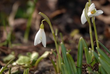 Kar tanesi çiçeği ya da Galanthus (süt çiçeği), Liliaceae familyasından bir bitki türü.