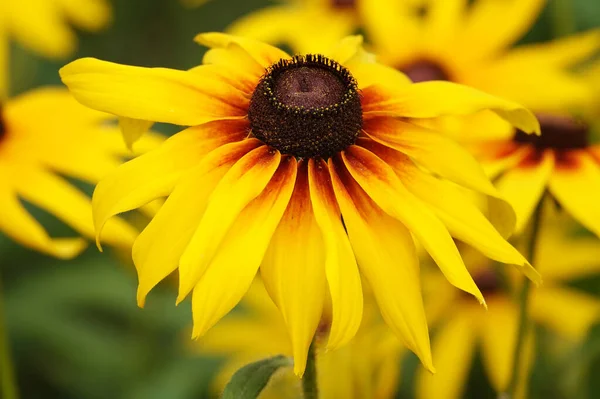 Flower Rudbeckia Black Eyed Susan Flower Een Kruidachtige Plant Uit — Stockfoto
