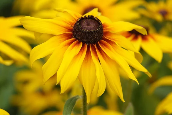 Flower Rudbeckia Black Eyed Susan Flower Uma Planta Herbácea Família — Fotografia de Stock