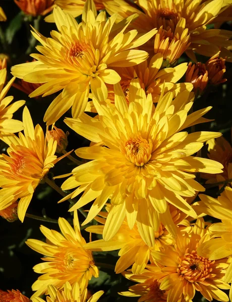국화과 國花科 국화과 국화과 Cisanthemum 국화과 Chinese Cisanthemum 식물이다 — 스톡 사진