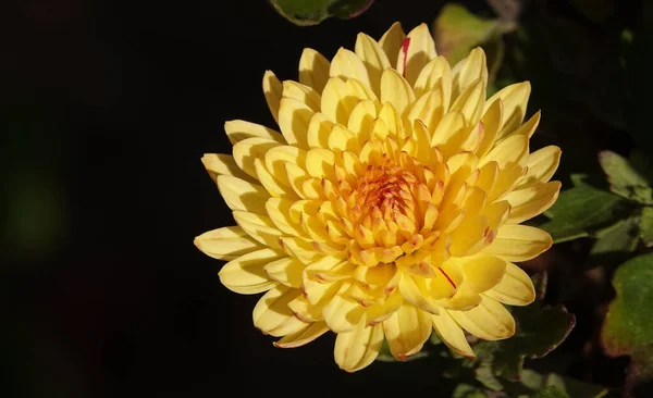 Flower Garden Chrysanthemum Mulberry Chrysanthemum Chinese Chrysanthemum Είναι Ένα Φυτό — Φωτογραφία Αρχείου