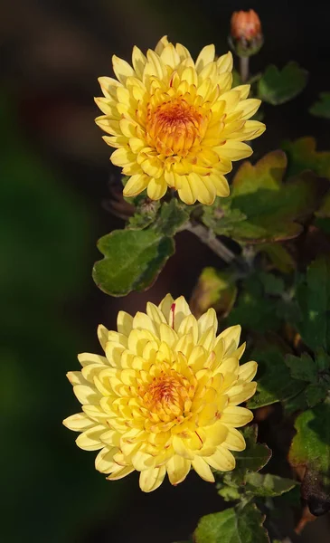 Flower Garden Chrysantheme Oder Maulbeere Chrysantheme Oder Chinesische Chrysantheme Ist — Stockfoto