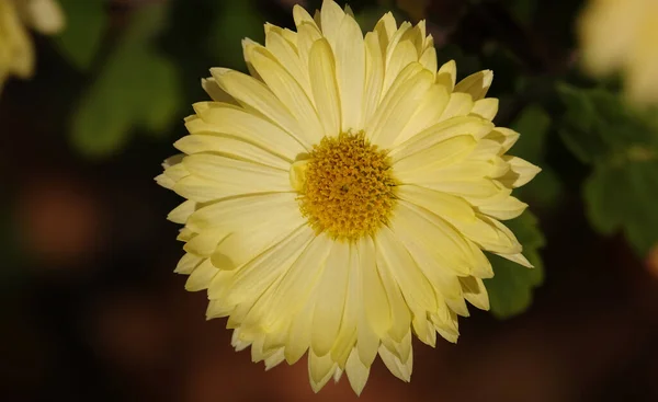 Flower Garden Chrysanthemum Mulberry Chrysanthemum Chinese Chrysanthemum Plant Asteraceae Family — Stock Photo, Image