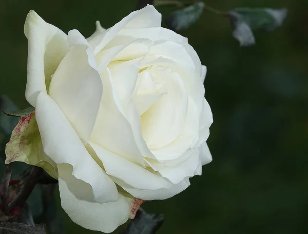 Rose Flower Close Una Planta Arbustiva Perenne Familia Rosaceae Género —  Fotos de Stock