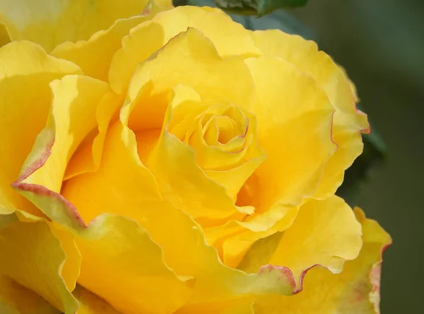Rose Flower Close Una Planta Arbustiva Perenne Familia Rosaceae Género — Foto de Stock