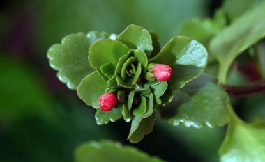 Kalanchoe Blossfeld, Crassulaceae familyasının daimi bir bitkidir..