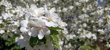 Çiçekler baharda bir elma ağacında açar.