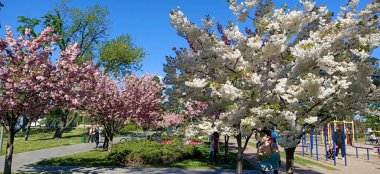 Kiev Parkı 'ndaki Sakura ya da küçük tırtıklı kiraz ağacı süs bitkisinin ağaçlarıdır.