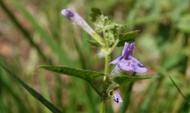 Kıllı Budra ya da Stiff-hair Budra, Lamiaceae familyasından bir bitki türü..