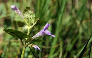 Kıllı Budra ya da Stiff-hair Budra, Lamiaceae familyasından bir bitki türü..