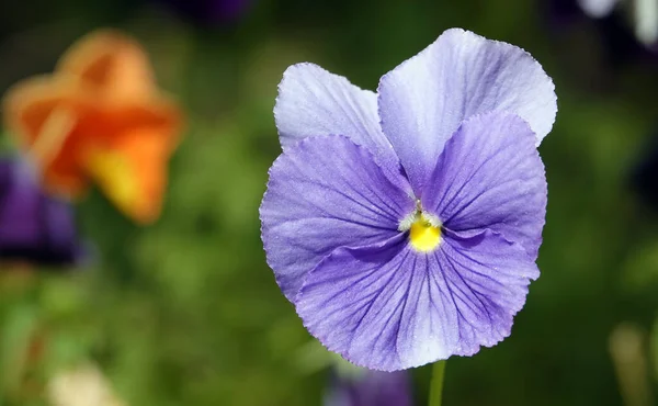 威特洛克紫罗兰 Wittrock Violet Garden Pansy 是一种多年生草本植物 属于紫罗兰家族 — 图库照片