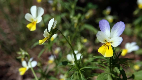 Květiny Fialové Nebo Divoké Pansy Heartsease Bylinné Rostliny Zblízka Krásné — Stock fotografie