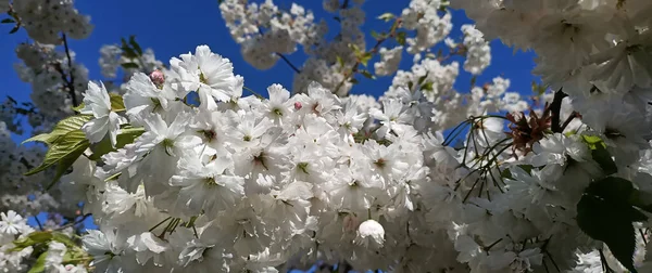 Kiev Parkı Ndaki Sakura Küçük Tırtıklı Kiraz Ağacı Süs Bitkisinin — Stok fotoğraf