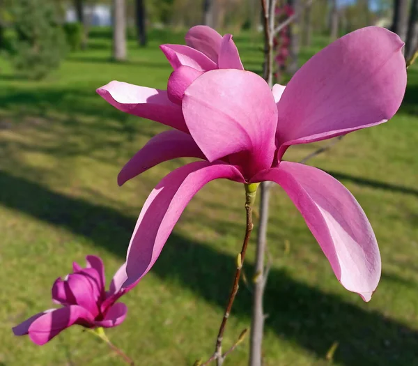 Magnolia Magnolia Ailesinde Çiçek Açan Bir Bitkidir — Stok fotoğraf
