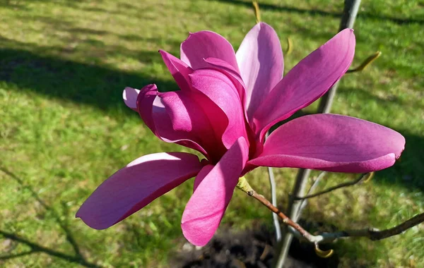 Magnolia Magnolia Ailesinde Çiçek Açan Bir Bitkidir — Stok fotoğraf