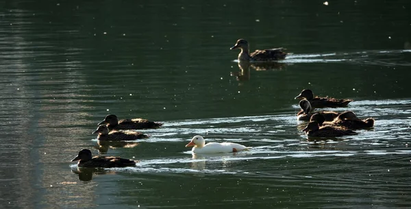 Альбіно Малардська Качка Плаває Іншими Пташенятами Резервуарі Дуже Відрізняючись Від — стокове фото