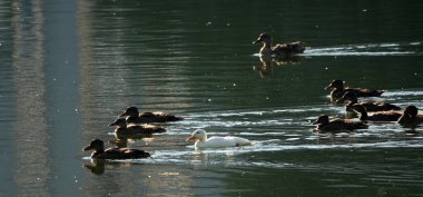 Bir albino Mallard ördeği diğer tüm yavrulardan çok farklı bir şekilde diğer yavrularla birlikte durgun sularda yüzer.