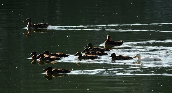 Pato Albino Mallard Nada Com Outros Pintos Fundo Mar Muito — Fotografia de Stock