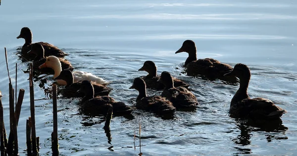 Albinos Kaczka Mallard Pływa Innymi Pisklętami Backwater Bardzo Różni Się — Zdjęcie stockowe