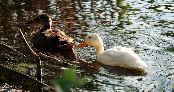 Egy Albínó Mallard Kacsa Úszik Többi Csibével Isten Háta Mögött — Stock Fotó