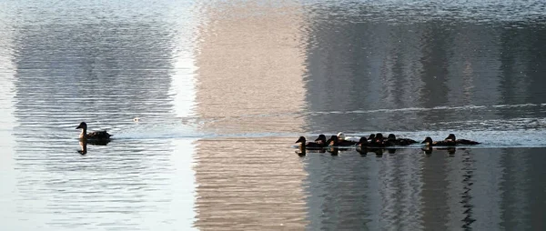 Egy Albínó Mallard Kacsa Úszik Többi Csibével Isten Háta Mögött — Stock Fotó