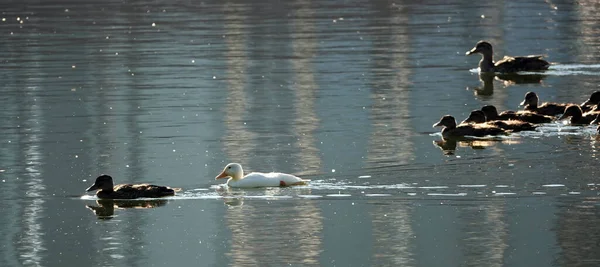 Egy Albínó Mallard Kacsa Úszik Többi Csibével Isten Háta Mögött — Stock Fotó