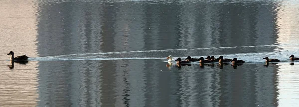 Альбіно Малардська Качка Плаває Іншими Пташенятами Резервуарі Дуже Відрізняючись Від — стокове фото