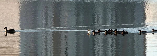 Albinos Kaczka Mallard Pływa Innymi Pisklętami Backwater Bardzo Różni Się — Zdjęcie stockowe