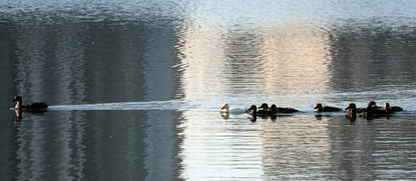 Egy Albínó Mallard Kacsa Úszik Többi Csibével Isten Háta Mögött — Stock Fotó