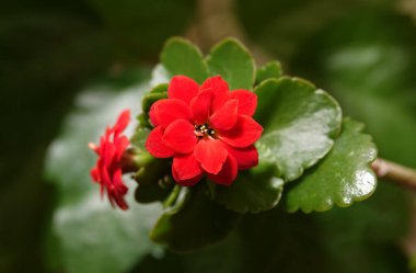 Kalanchoe Blossfeld, Crassulaceae familyasının daimi bir bitkidir..