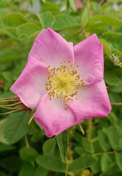 Kwiat Róży Lub Pies Różany Lub Rosa Canina Jest Rośliną — Zdjęcie stockowe