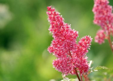 Astilbe chinensis, Saxifrage familyasından Astilbe (Astilbe) familyasına ait bir bitki türü..
