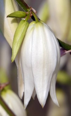 Yucca filamentata, Asparagus familyasından Yucca cinsi ağaçsı bir bitki türü olan her daim yeşil, tekdüze ve neredeyse gövdesiz bir bitkidir..