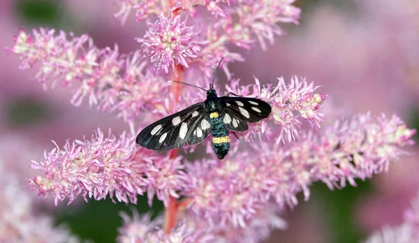 Hmyz Pseudonesourodý Běžný Nebo Černovousý Falešný Motýl Amata Phegea Motýl — Stock fotografie