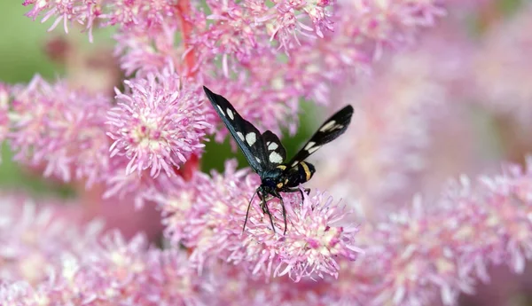Hmyz Pseudonesourodý Běžný Nebo Černovousý Falešný Motýl Amata Phegea Motýl — Stock fotografie
