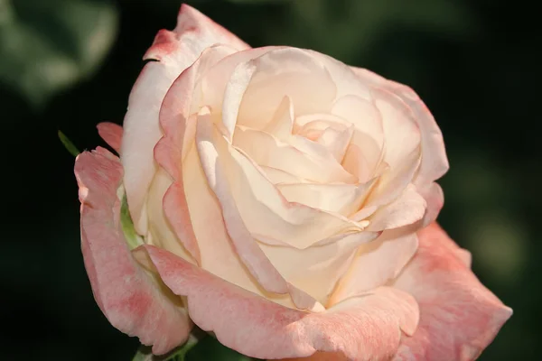 Close Pink Rose Flower Perennial Bush Plant Rosaceae Family Rose — Stock Photo, Image