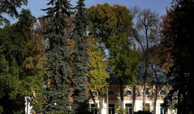 Chernihiv, Ukrayna 11 Temmuz 2021: Chernihiv şehrinin parkındaki ağaçların arasında eski bir ev