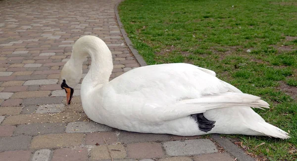 Large White Swan Eats Millet Path City Park — стоковое фото