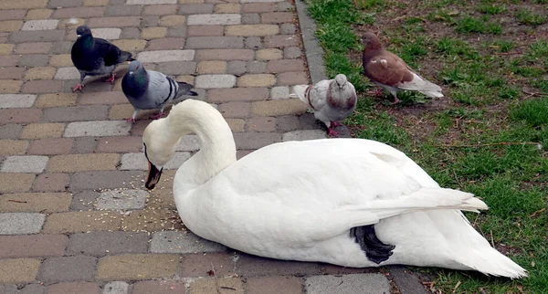 Large White Swan Eats Millet Pigeons Path City Park — Stockfoto