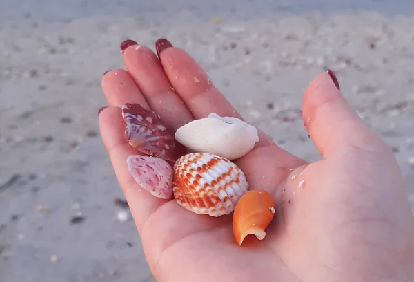 Sharjah, UAE February 23, 2020: Seashells in a palm collected on the Persian Gulf beach of Sharjah city
