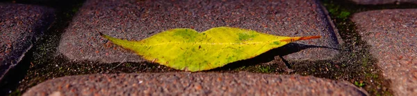 Herfstblad Weg Vorm Van Lippen Herfstkus — Stockfoto